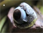 Vintage Silver Ring