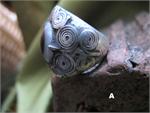 Large Evil Eye